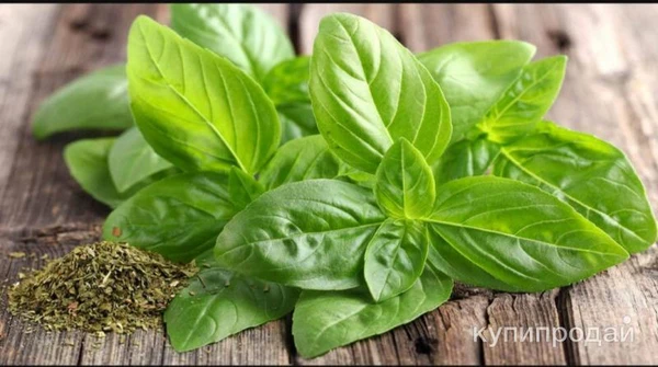 Фото Базилик зелёный, лук перо, реган
