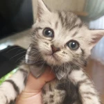 Фото №7 Шотландские котята