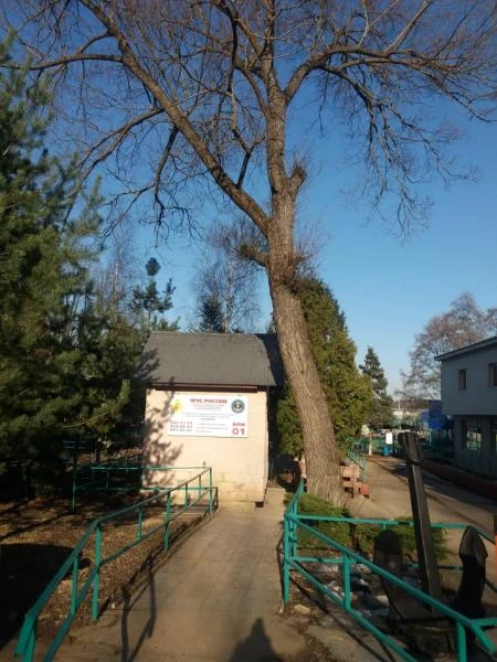 Фото УДАЛЕНИЕ ДЕРЕВЬЕВ