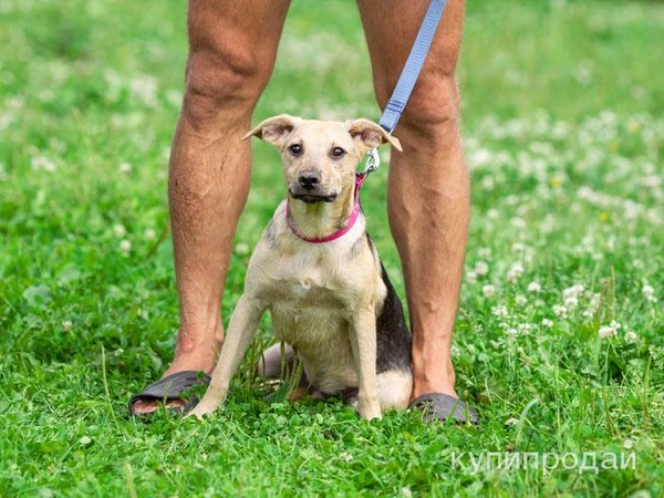 Фото Красивый и умный домашний песик Лаки в добрые руки