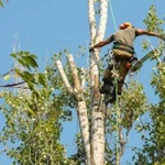 Спил деревьев и вывоз