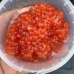 Фото №8 Красная икра 2024