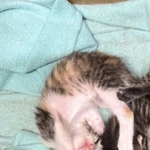 Фото №5 Котенок 2 месяца девочка