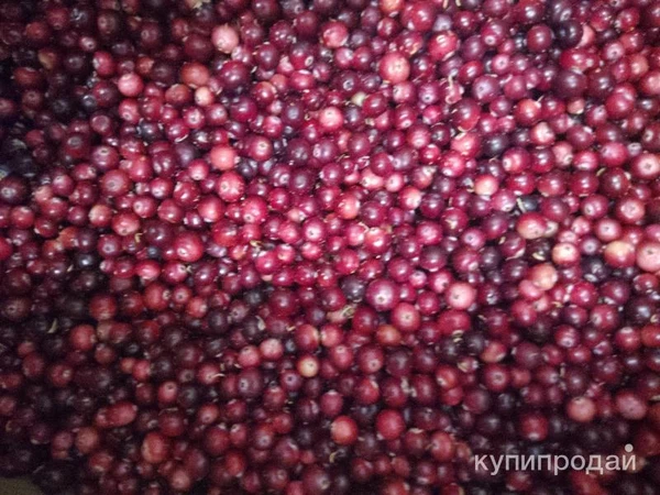 Фото Клюква