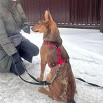 Фото №4 Молодые абсолютно домашние собачки Майра и Онда в добрые руки