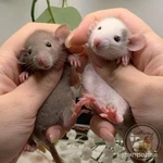 Фото №2 Крысята Дамбо. Декоративная крыса