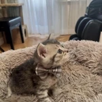 Фото №2 Шотландские котята