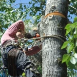 Спил деревьев, корчевание пней, кронирование