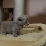 Фото №8 Котята манчкин